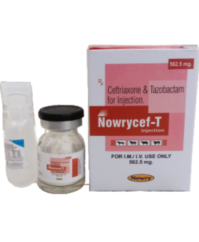 Untitled design (13)